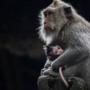 Monkey Forest, Ubud Palace, Swing, Rice Terrace, and Tirta Empul