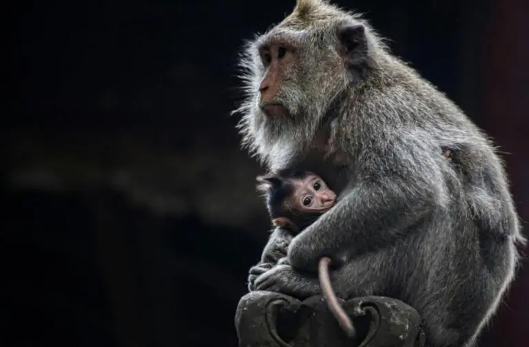Monkey Forest, Ubud Palace, Swing, Rice Terrace, and Tirta Empul